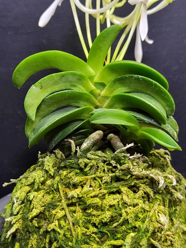 富貴蘭 青海型・花のいろいろ : 富貴蘭チャンネル 富貴蘭 青海型・花のいろいろ : 富貴蘭チャンネル
