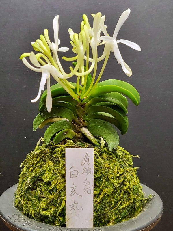 富貴蘭 青海型・花のいろいろ : 富貴蘭チャンネル