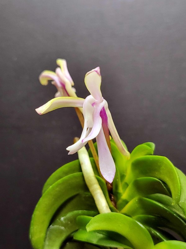 [祝^_^評価6000突破セール♫]富貴蘭　見返り美人(超美花種)開花中! 富貴蘭 青海型・花のいろいろ : 富貴蘭チャンネル