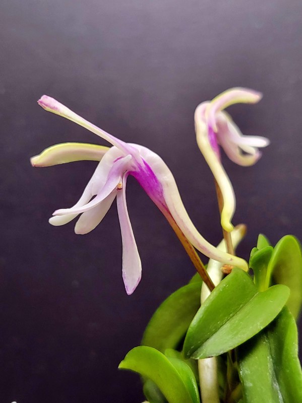 富貴蘭 青海型・花のいろいろ : 富貴蘭チャンネル 富貴蘭 青海型・花のいろいろ : 富貴蘭チャンネル
