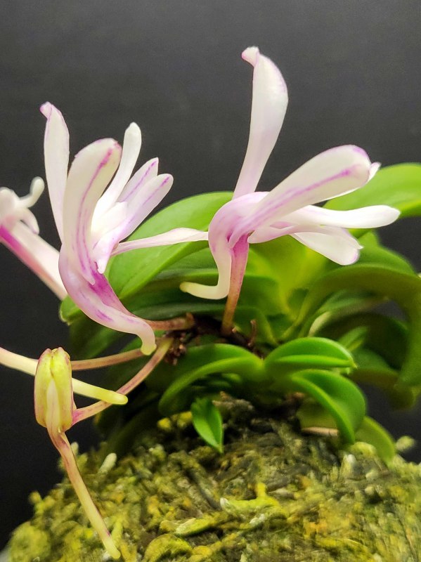 富貴蘭 青海型・花のいろいろ : 富貴蘭チャンネル