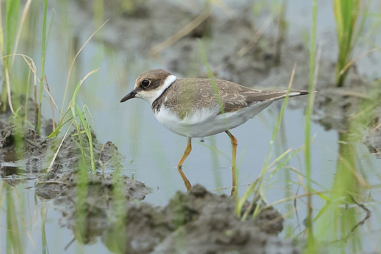 コチドリの幼鳥_c0395002_16570039.jpg