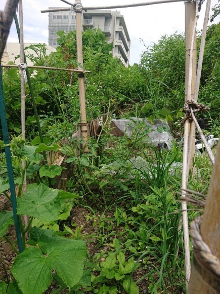 6月のつちのいえ、茶庭班山本さんとの再会_e0156224_09115626.jpg