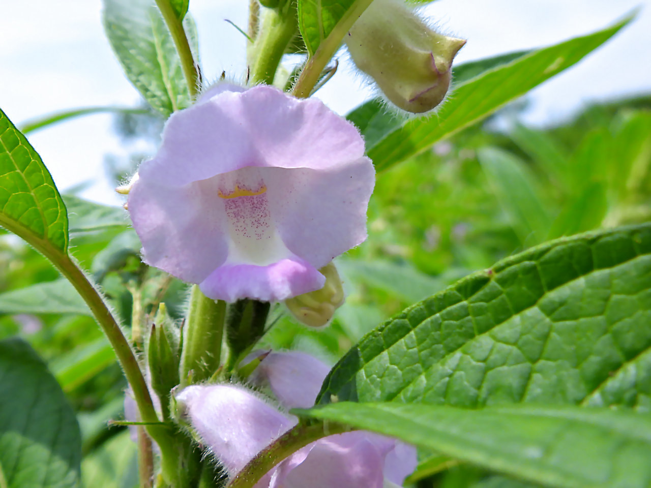 ゴマ 胡麻 の花 無名子のよしなしごと