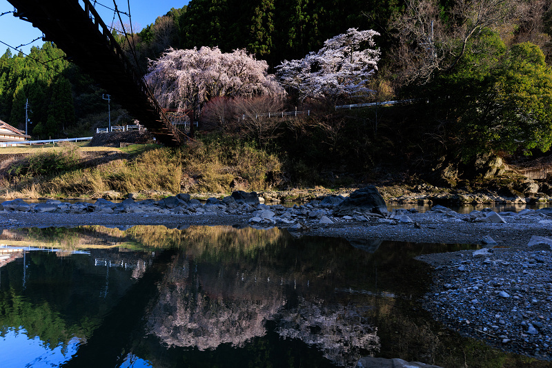 2022桜咲く京都　京北の桜・魚ヶ渕の吊り橋の枝垂れ桜とソメイヨシノ_f0155048_22510855.jpg