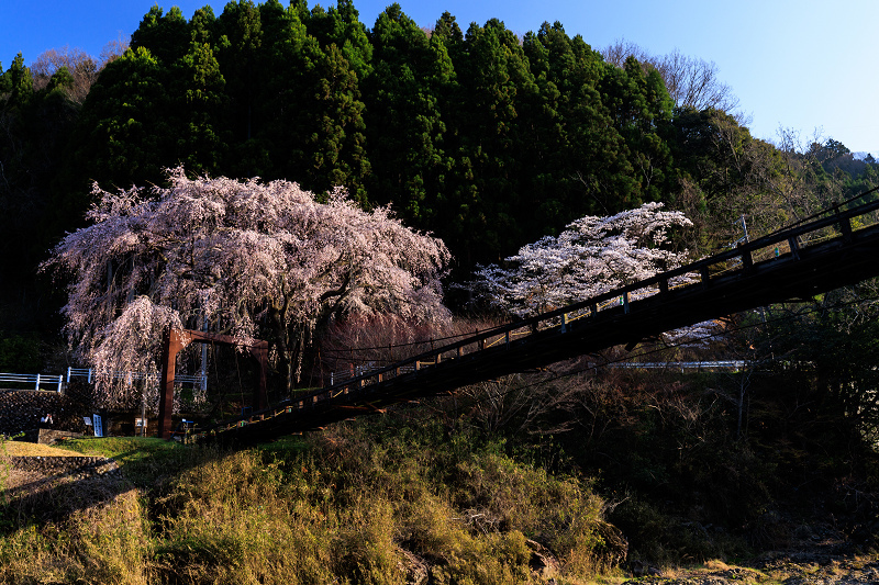 2022桜咲く京都　京北の桜・魚ヶ渕の吊り橋の枝垂れ桜とソメイヨシノ_f0155048_22515291.jpg