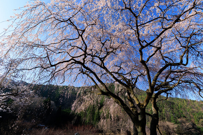 2022桜咲く京都　京北の桜・魚ヶ渕の吊り橋の枝垂れ桜とソメイヨシノ_f0155048_22524243.jpg