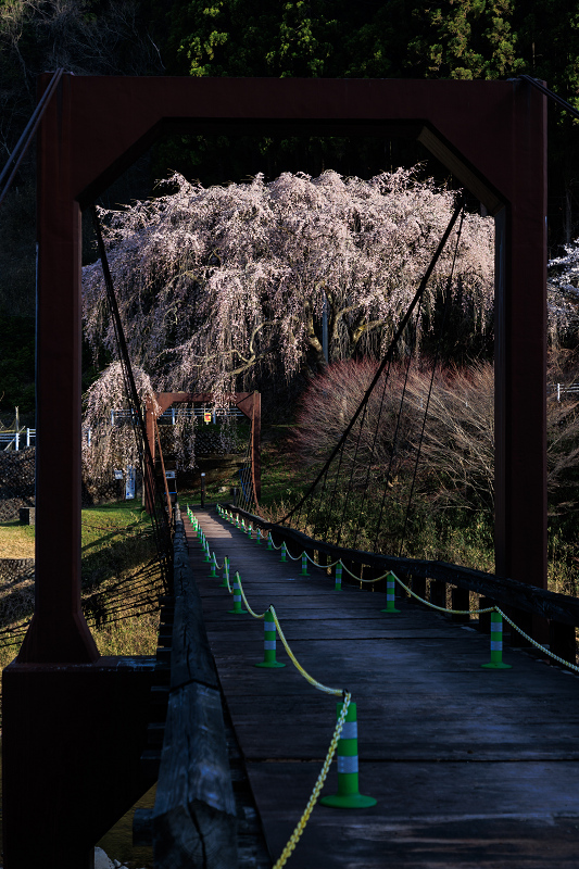 2022桜咲く京都　京北の桜・魚ヶ渕の吊り橋の枝垂れ桜とソメイヨシノ_f0155048_22530069.jpg