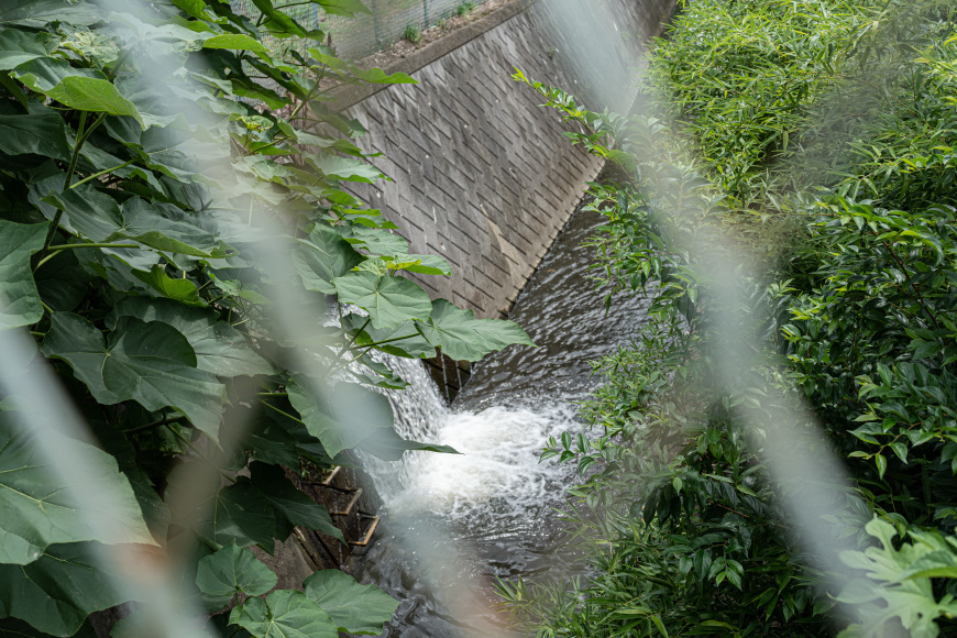 2022/07/24 見沼代用水西縁を南に_b0171364_16305384.jpg