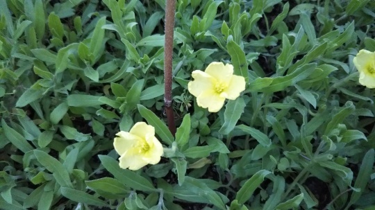 小待宵草(こまつよいぐさ)_f0334619_10405773.jpg