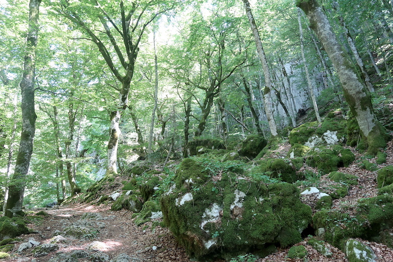 フランス語のルパンをラヴェルナの緑の森で_f0234936_02441758.jpg