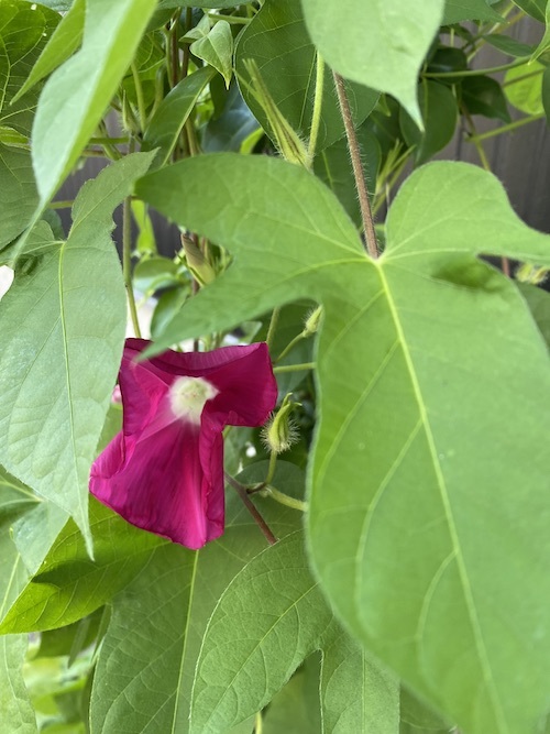 小さな夏の、ちいさな私_c0113755_23221293.jpeg