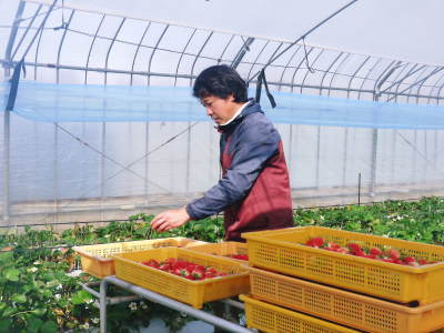 熊本限定栽培品種のイチゴ『熊紅』令和4年度も美味しい!安全!にこだわり栽培します!苗床の様子を取材 _a0254656_20372164.jpg