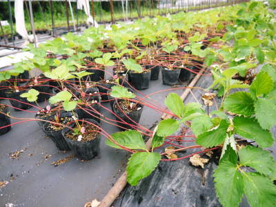 熊本限定栽培品種のイチゴ『熊紅』令和4年度も美味しい！安全！にこだわり栽培します！苗床の様子を取材 _a0254656_20434061.jpg