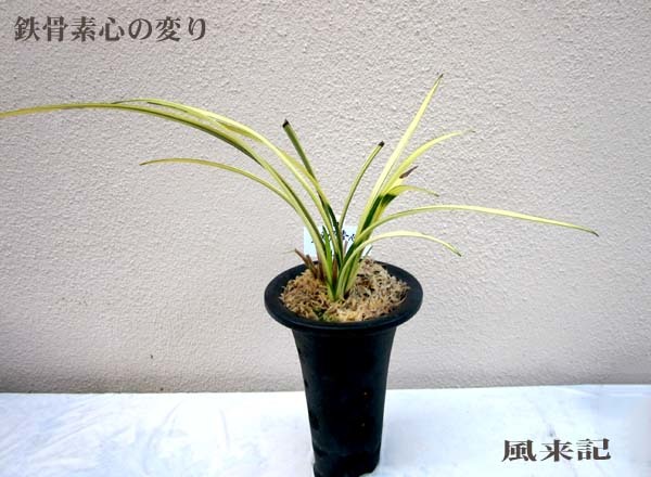 ヒルギ林とハイビスカス沖縄　　　　　　　　　　No.2215_d0103457_13071263.jpg