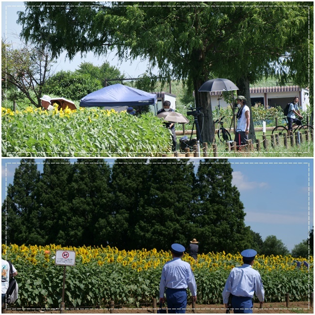 満開の「あけぼの山公園」のヒマワリ（●＾o＾●）_b0364186_21573179.jpg