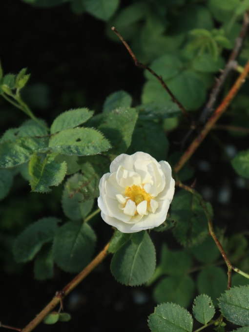 北海道の取材ついでにプライベートも楽しんじゃいました！！･････その８_b0331802_00415881.jpg