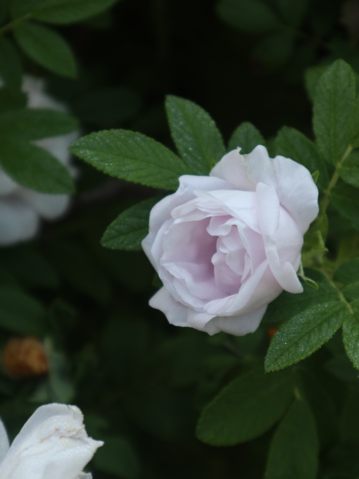 北海道の取材ついでにプライベートも楽しんじゃいました！！･････その８_b0331802_00432337.jpg