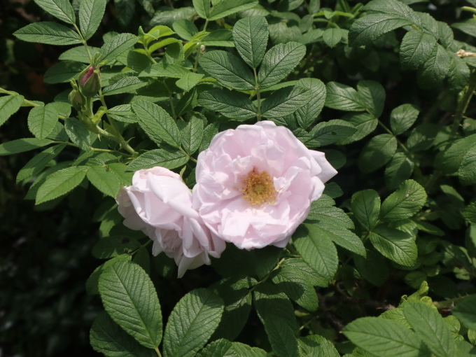 北海道の取材ついでにプライベートも楽しんじゃいました！！･････その８_b0331802_00525681.jpg