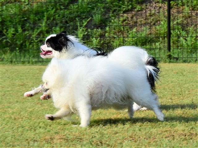 勝敗の行方_d0360206_19010686.jpg