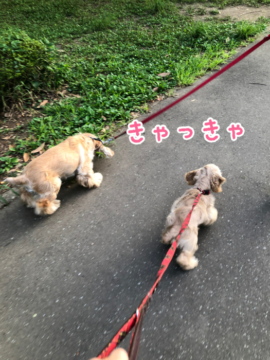 公園で、おっきいさんがカッコよかった件_b0067012_08281792.jpg
