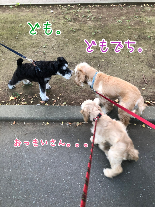 公園で、おっきいさんがカッコよかった件_b0067012_08340808.jpg