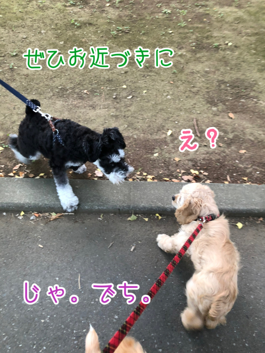 公園で、おっきいさんがカッコよかった件_b0067012_08341617.jpg