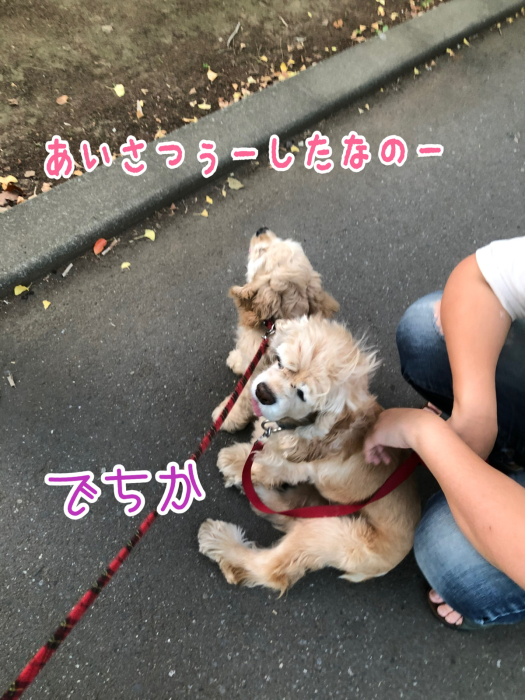 公園で、おっきいさんがカッコよかった件_b0067012_08342351.jpg
