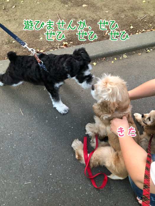公園で、おっきいさんがカッコよかった件_b0067012_08424760.jpg