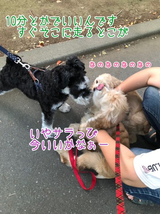 公園で、おっきいさんがカッコよかった件_b0067012_08425261.jpg
