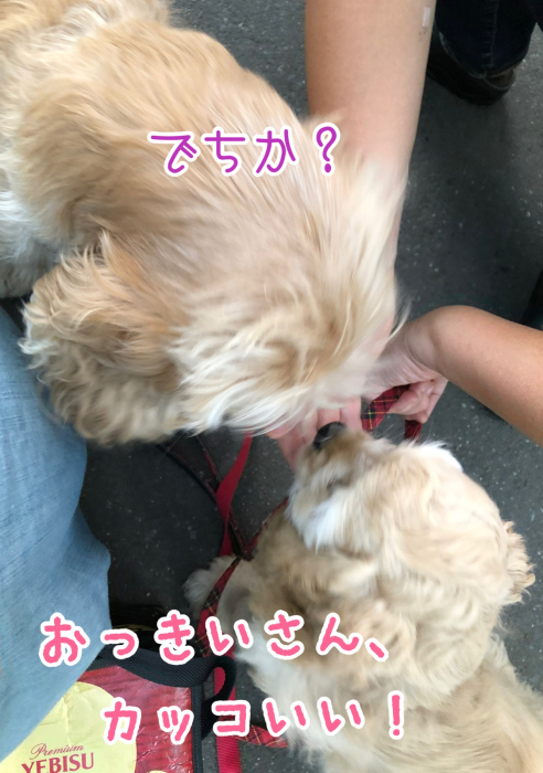 公園で、おっきいさんがカッコよかった件_b0067012_08425605.jpg