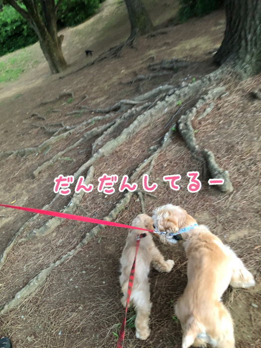 公園で、おっきいさんがカッコよかった件_b0067012_08531423.jpg