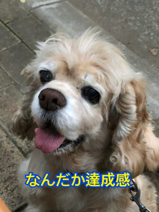 公園で、おっきいさんがカッコよかった件_b0067012_08532444.jpg