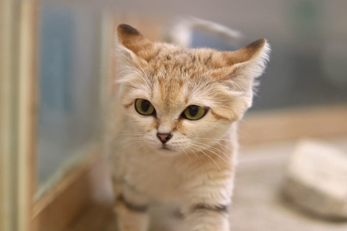 スナネコ「キサク＆アミーラ」放飼場デビュー！！（埼玉県こども動物