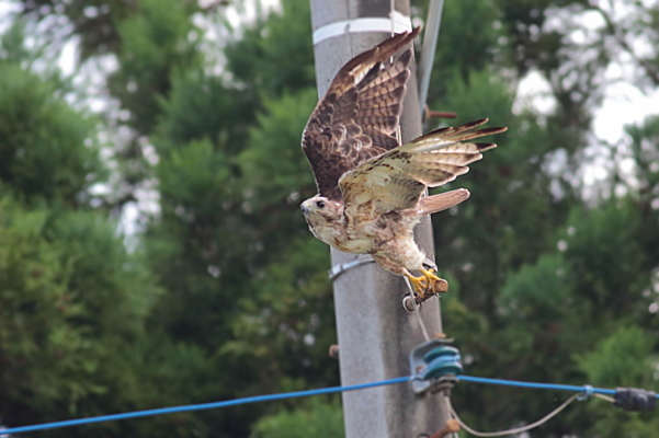 近くの里山で写したチョウゲンボウ、ノスリ、キジ_e0413627_17012783.jpg