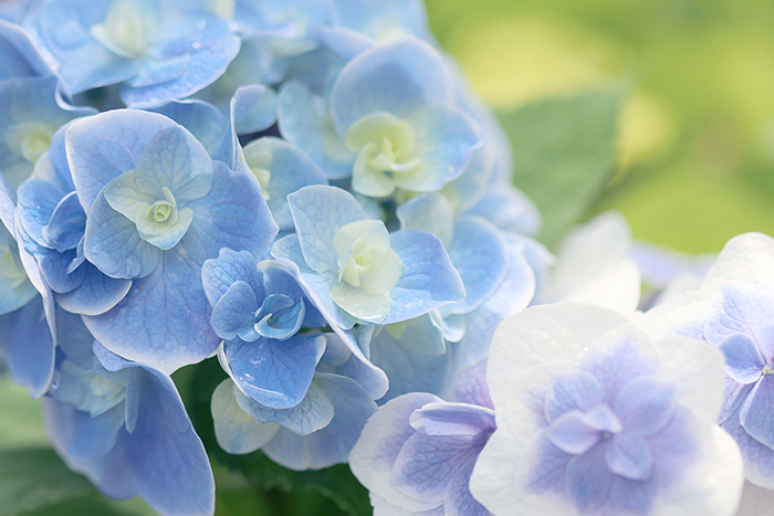横浜イングリッシュガーデン・紫陽花_b0049843_07432413.jpg