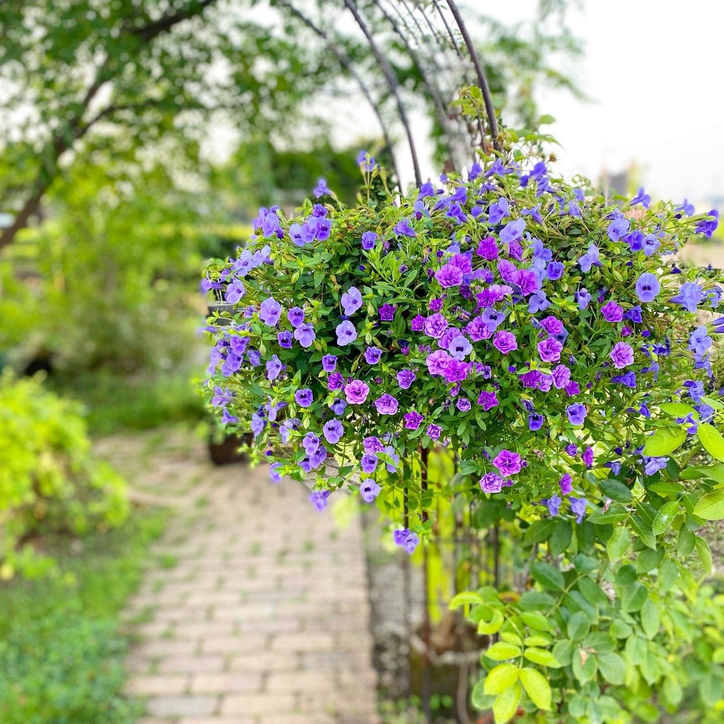 スーパートレニア : さにべるスタッフblog -Sunny Day's Garden-