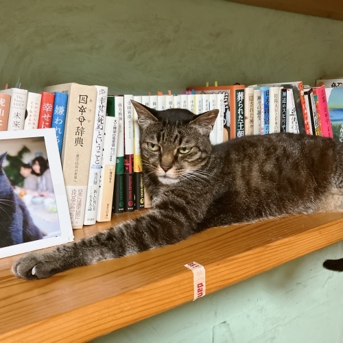 ミョウコウさんの日 ねこくすフリマ27_f0054677_08430529.jpg