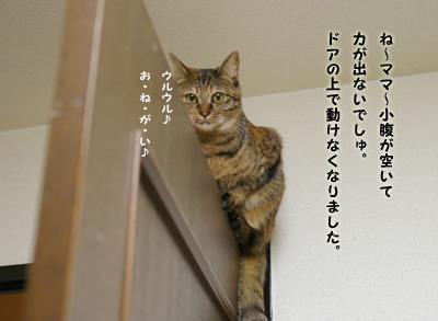 旧たまの玉手箱（teacupブログの転載 2006年～）