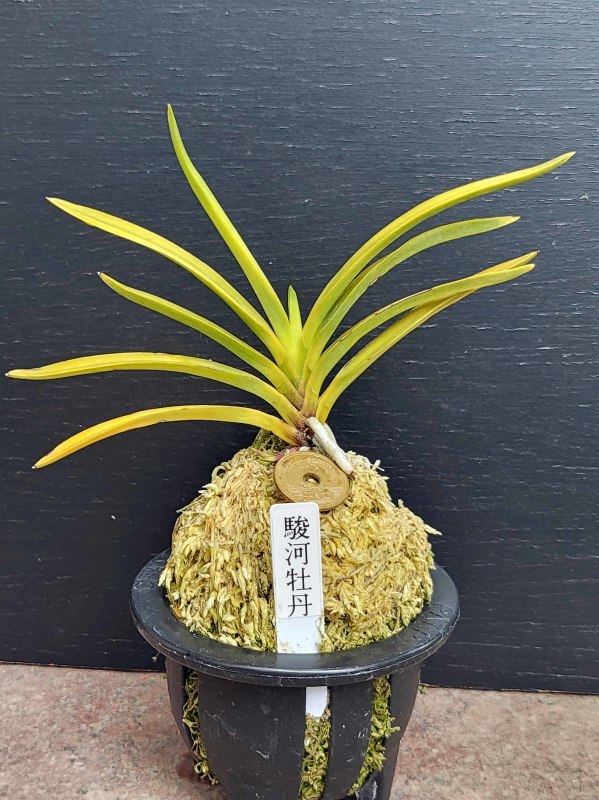 富貴蘭 駿河牡丹 : 富貴蘭チャンネル