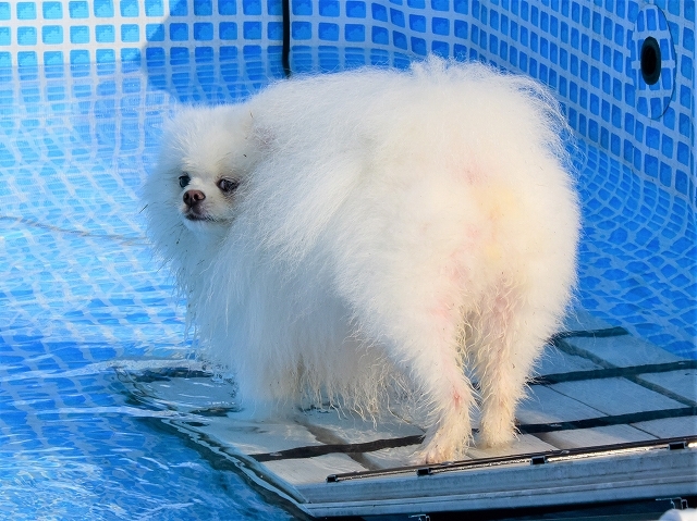 わが家の伝統_d0360206_19140962.jpg