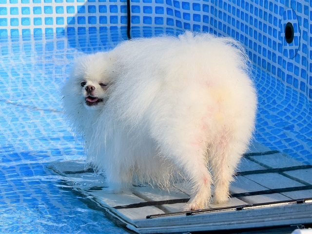 わが家の伝統_d0360206_19141558.jpg