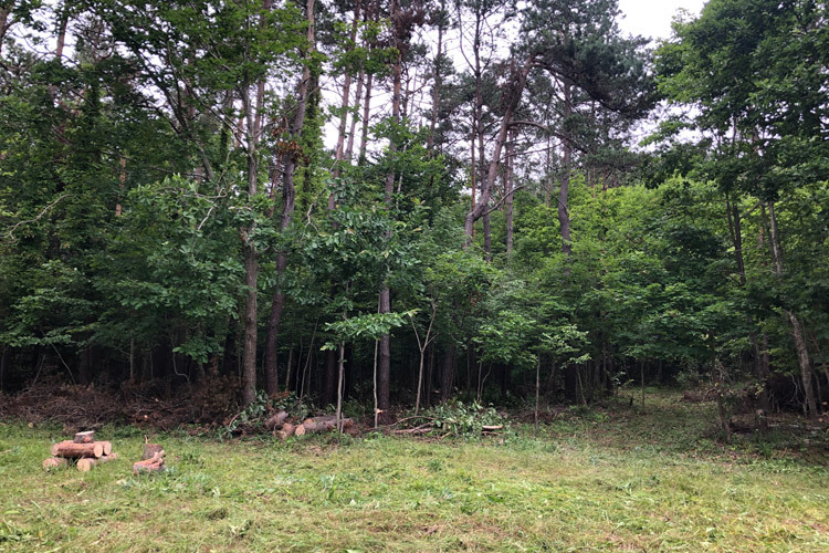 7月24日(日)柴原山林(枯損木処理、笹刈り)_c0173813_14075664.jpg