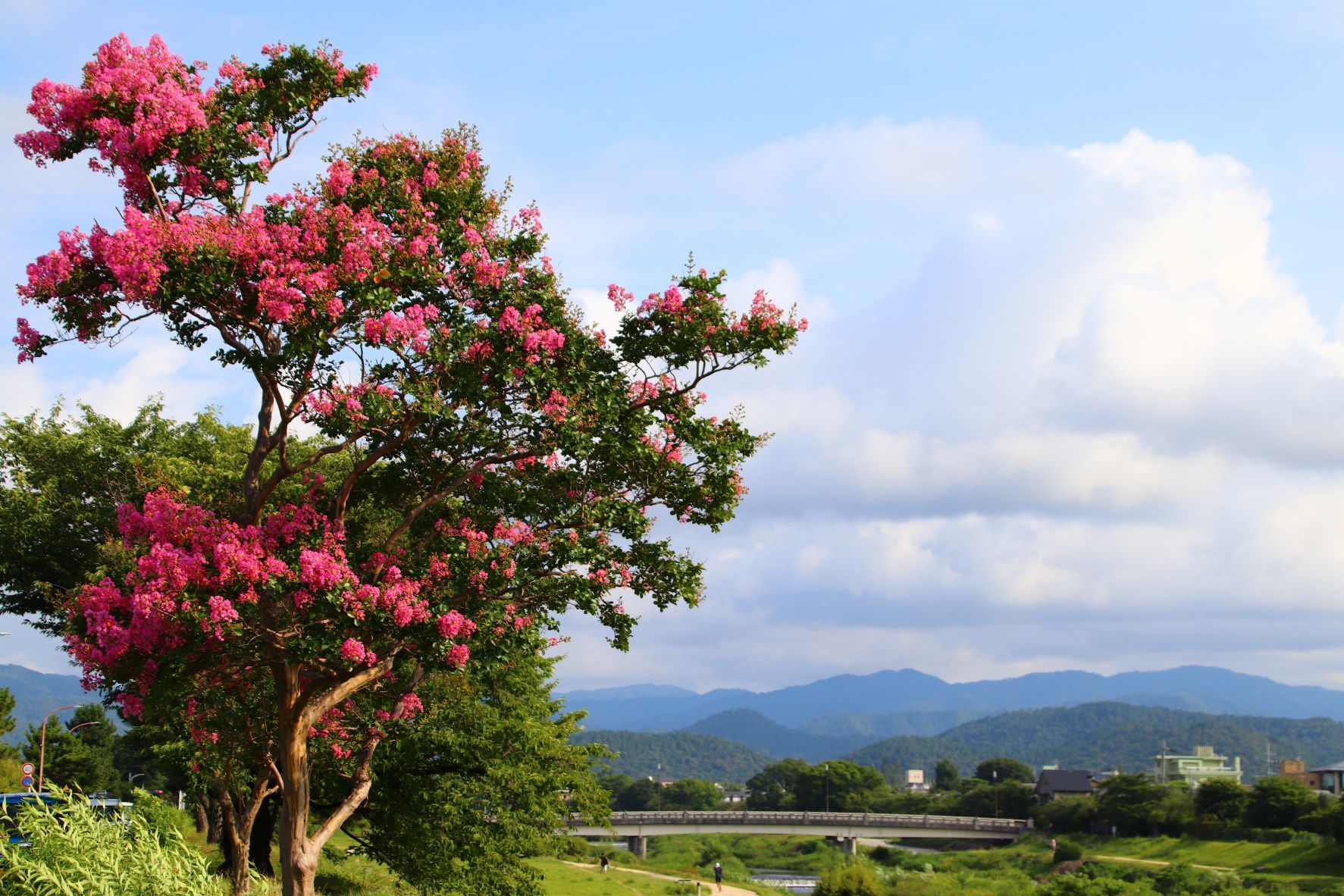 百日紅が盛りに　鴨川河畔_e0048413_19592045.jpg