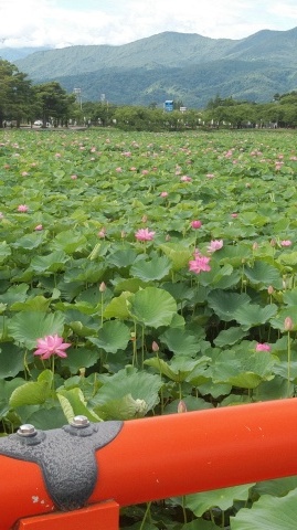 夏に彩り、花盛り。_d0144720_11020932.jpg