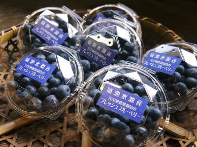 熊本県菊池水源産の無農薬で育てた『フレッシュブルーベリー』好評販売中！昨日、初出荷しました！！_a0254656_17001601.jpg