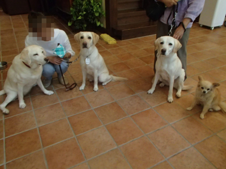 現役盲導犬と引退盲導犬の集い_f0064906_14424502.jpg