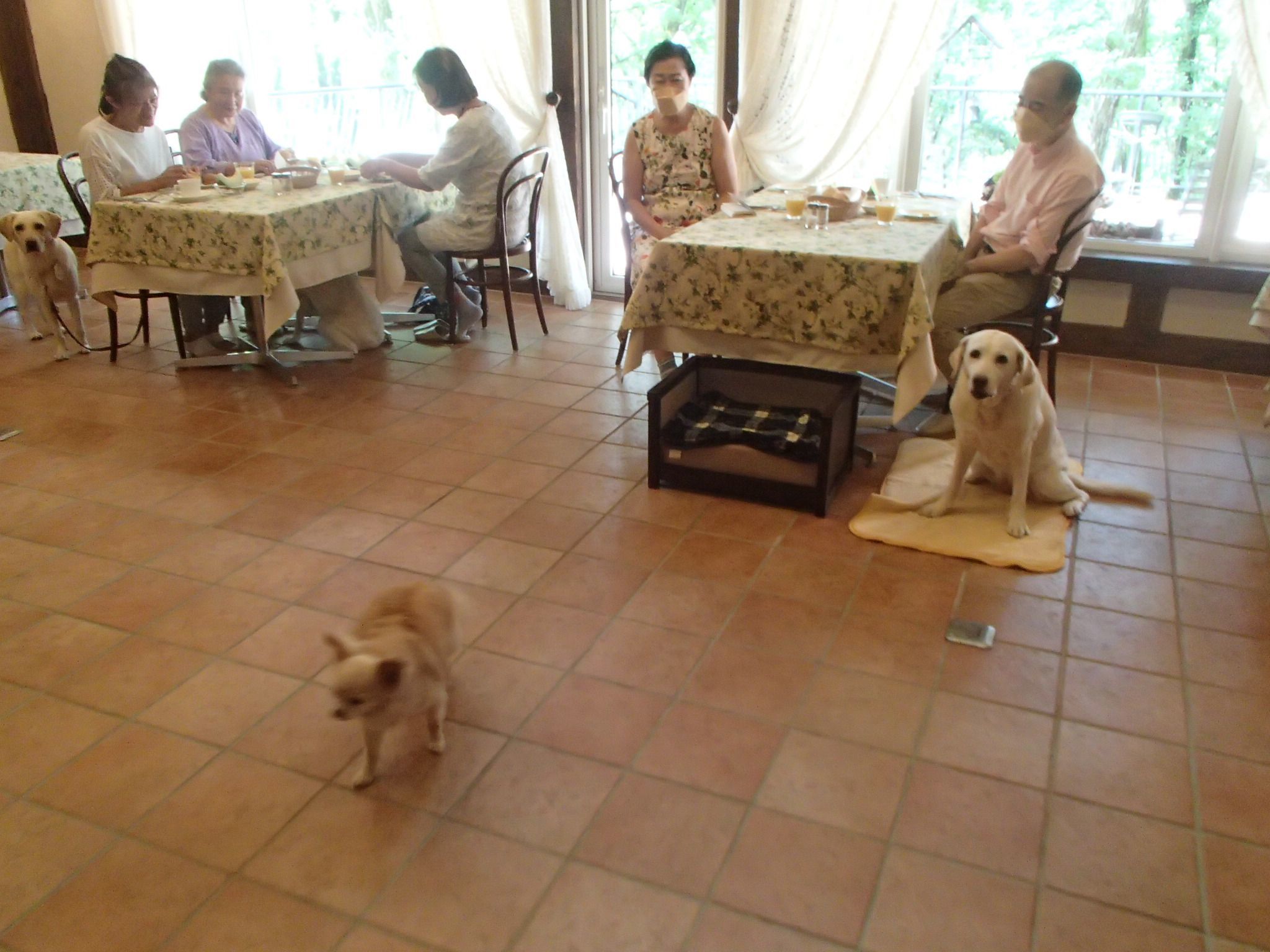 現役盲導犬と引退盲導犬の集い_f0064906_14425012.jpg