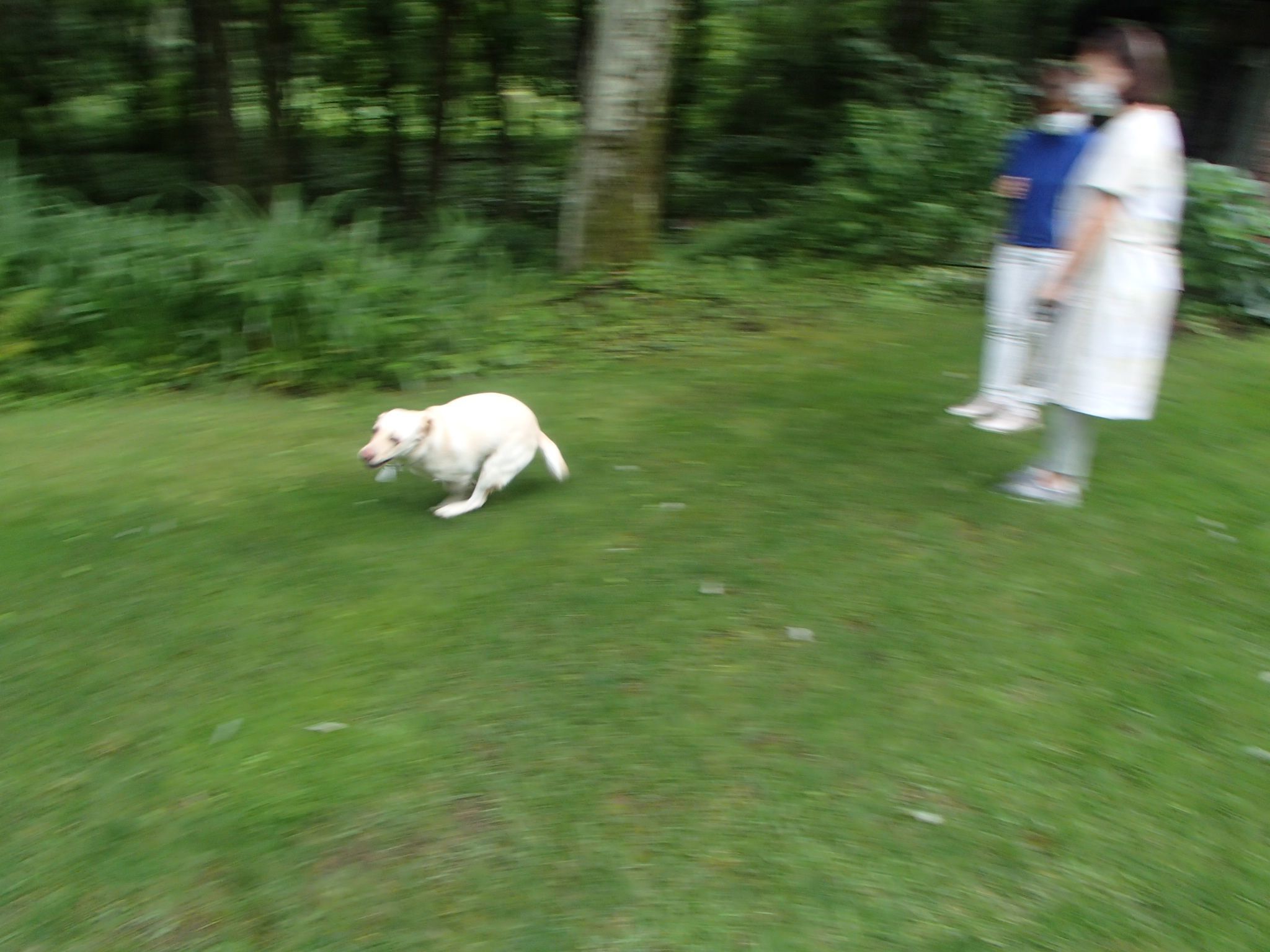 現役盲導犬と引退盲導犬の集い_f0064906_14431292.jpg