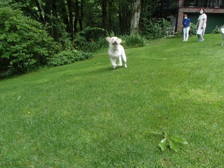 現役盲導犬と引退盲導犬の集い_f0064906_14431649.jpg